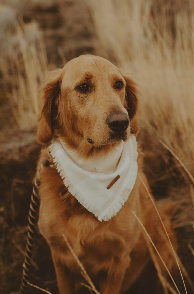 Smith Rock State Park, Oregon elopement with dogs
