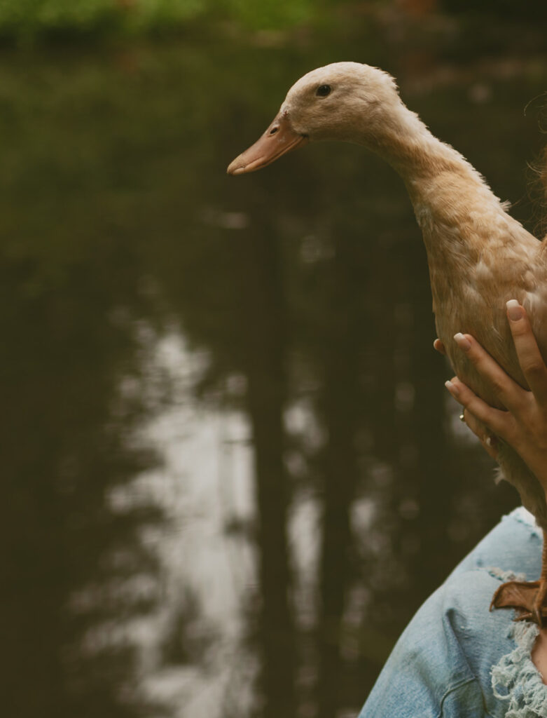 Close-up of a woman holding a duck by the pond