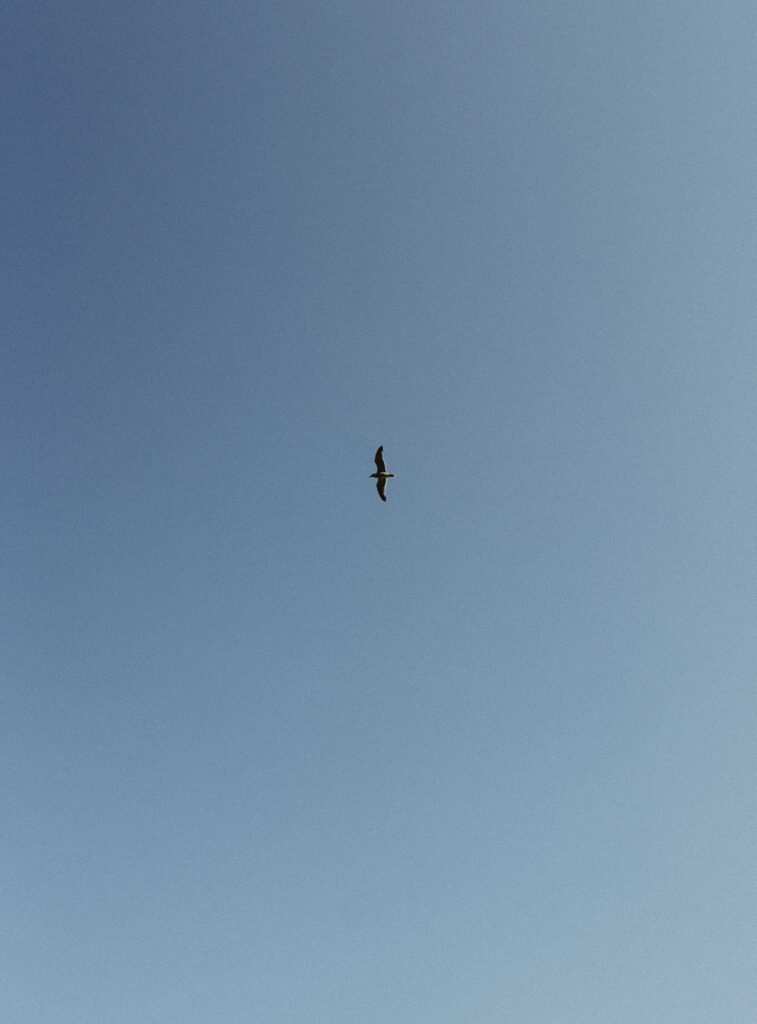 bird soaring in a clear, blue sky