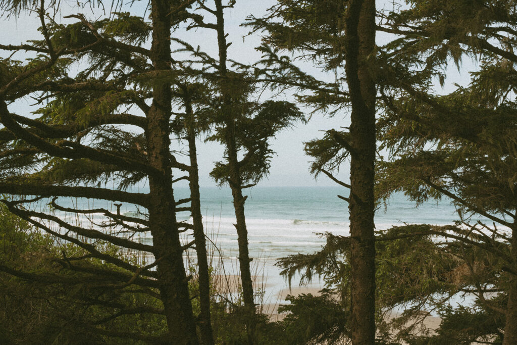 A coastal scene featuring the ocean viewed through a cluster of dense, moss-covered trees