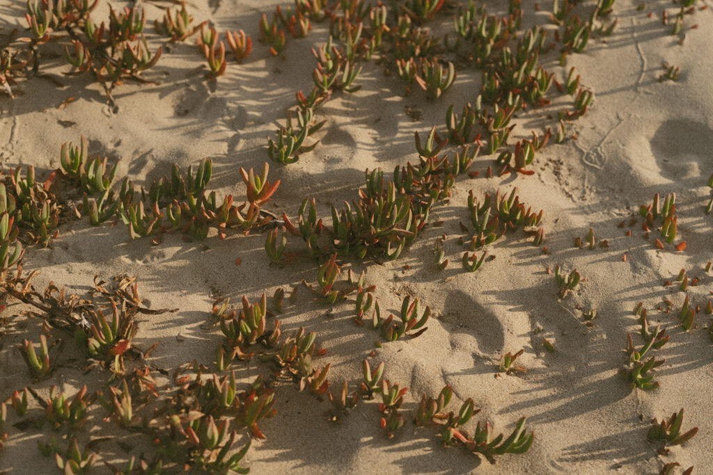 Green and red succulent plants grow scattered across sandy terrain, casting long shadows in the sunlight