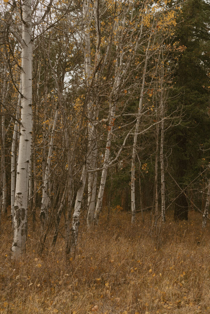 Quiet autumn scene in an aspen grove with golden leaves and bare branches