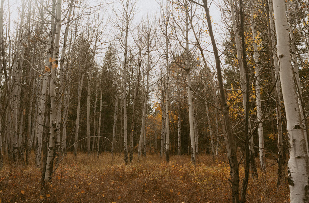 Serene aspen grove with golden leaves and tall, slender trunks