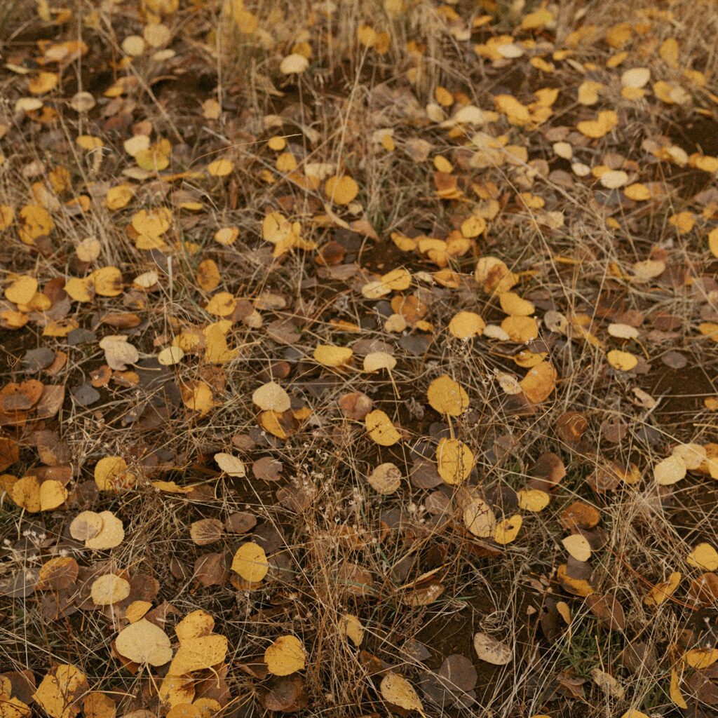 Close-up of golden autumn leaves scattered on the forest floor