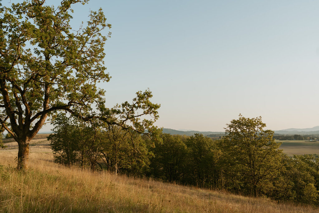 Tree-filled hillside with warm sunset light