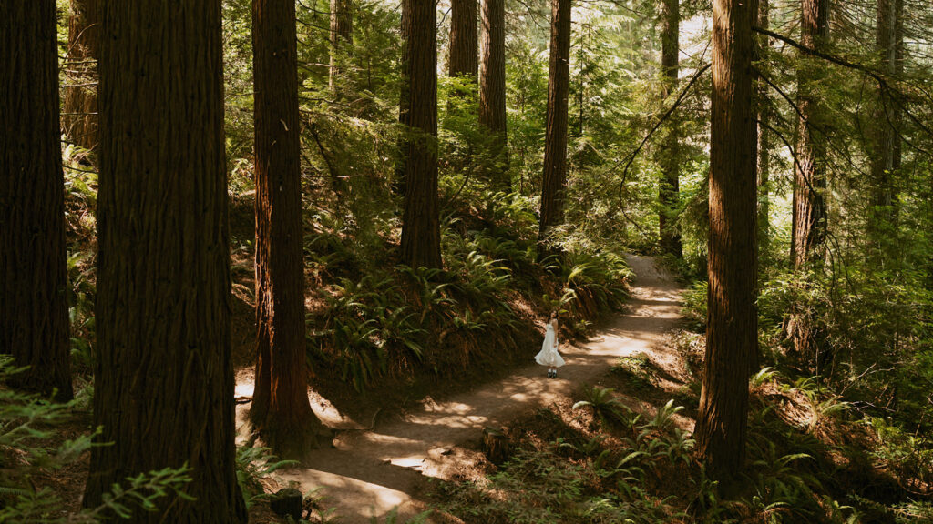 Hoyt Arboretum Portland senior photos featuring girl in white dress standing on soft dirt path through towering redwood forest with dappled sunlight