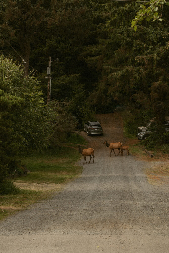 Elk crossing a forest driveway