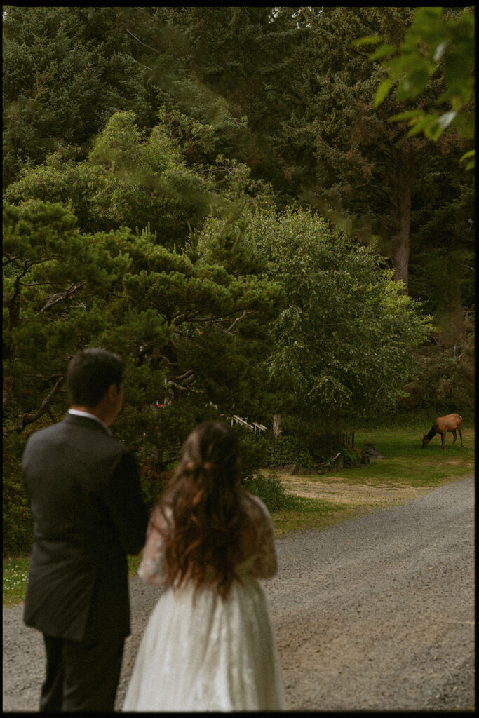 Bride and groom watching an elk in the distance